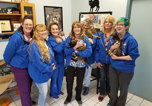 veterinarian staff with the cats in mt. zion il