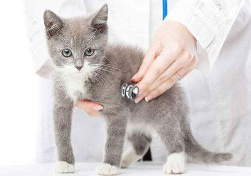 cat surgical clinic near decatur il