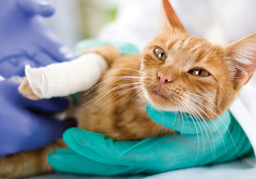 cat surgery clinic in mt. zion illinois