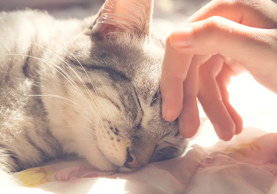 domestic gray and white cat, sleeping, purring, leaning into veterinarian's hand as she pets him - Decatur, IL